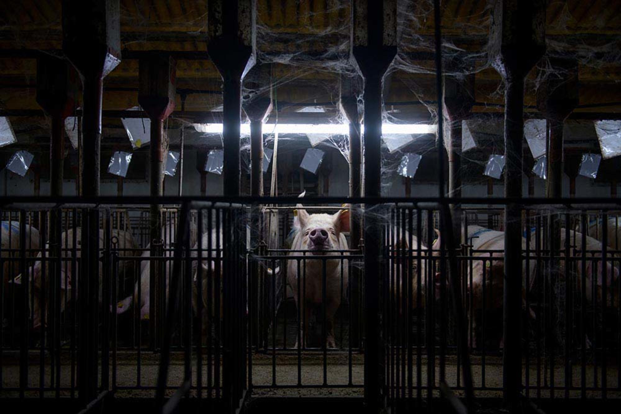 Aitor Garmendia: Imagen galardonada con el premio Award of Excellence en Picture Of The Year International